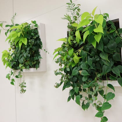 壁に掛かった植物の写真